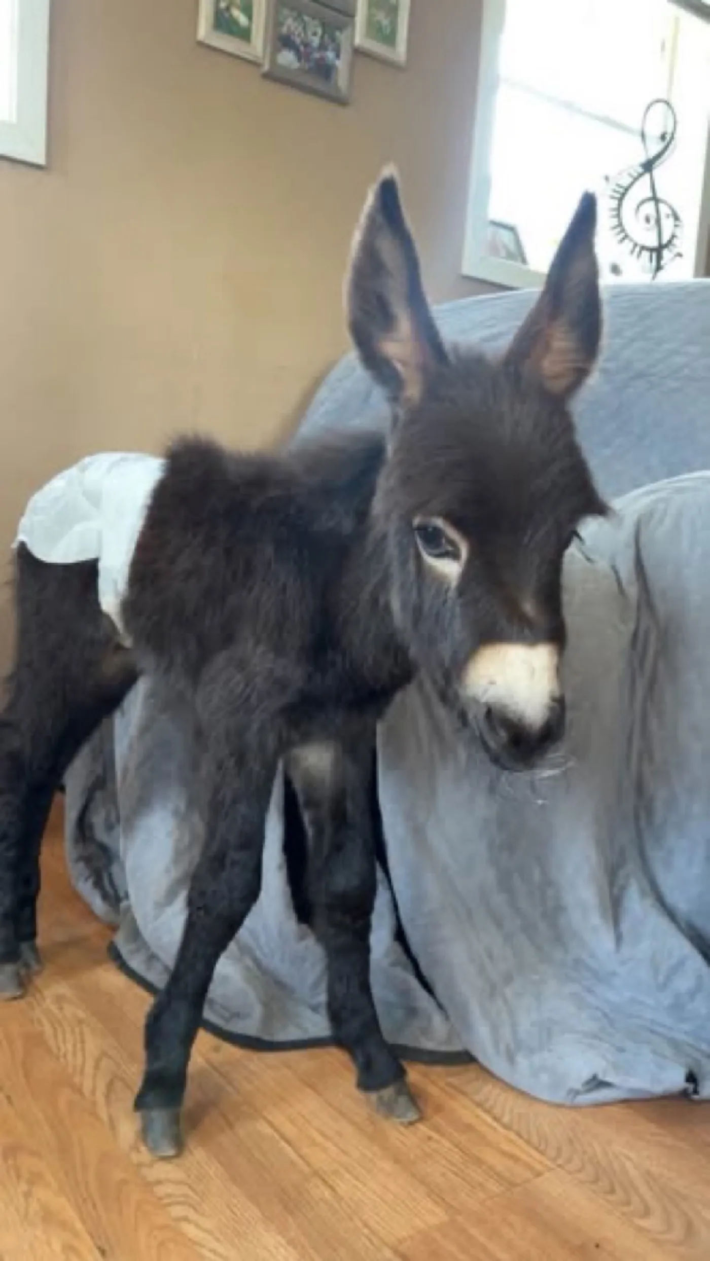 HeeHaw, the bottle-raised baby donkey, standing inside his family home